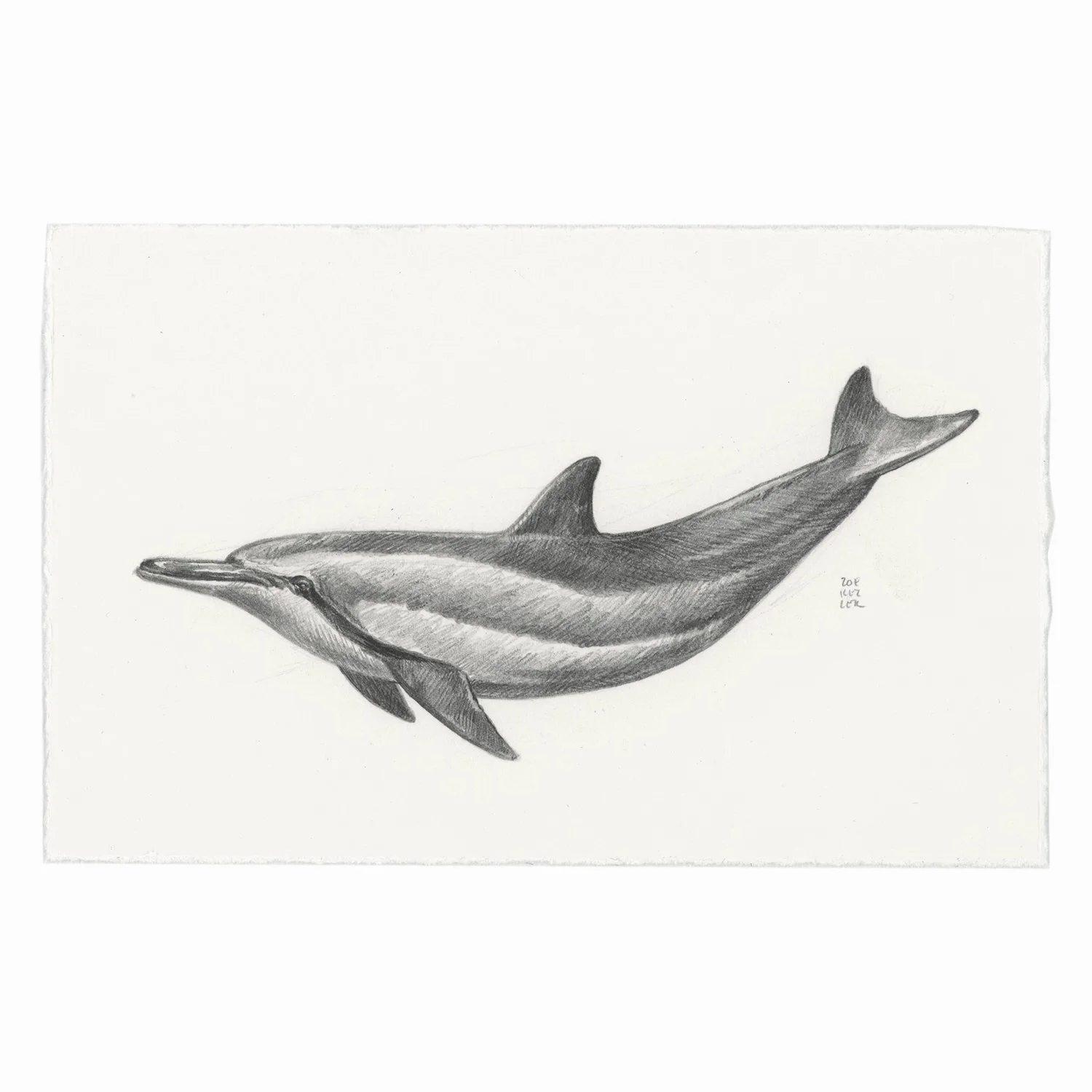 Original Drawing — Store — Zoe Keller Nature Art